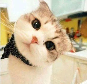 娱乐吃瓜酱桂花猫,揭秘娱乐圈那些不为人知的幕后故事