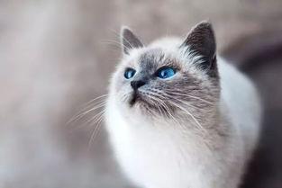 娱乐吃瓜酱桂花猫,揭秘娱乐圈那些不为人知的幕后故事