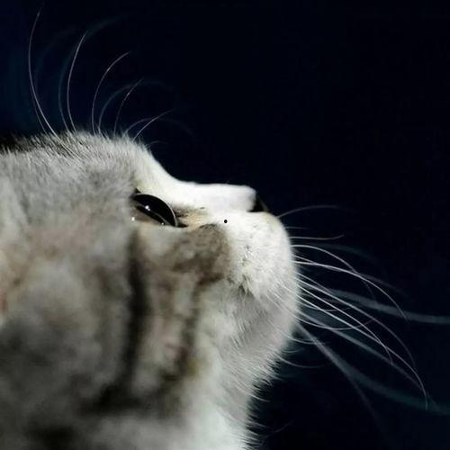 娱乐吃瓜君猫爷,揭秘娱乐圈那些不为人知的幕后故事