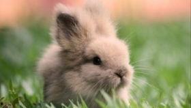 吃瓜娱乐兔子,揭秘娱乐圈幕后趣闻