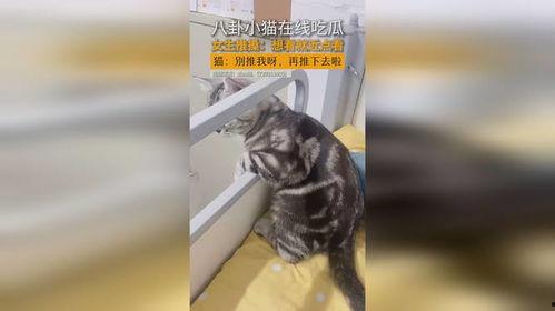 吃瓜少女猫娱乐