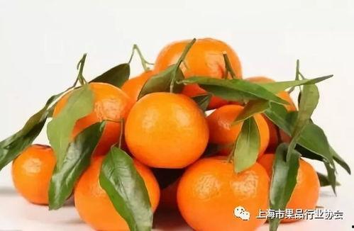 橘子娱乐吃瓜队